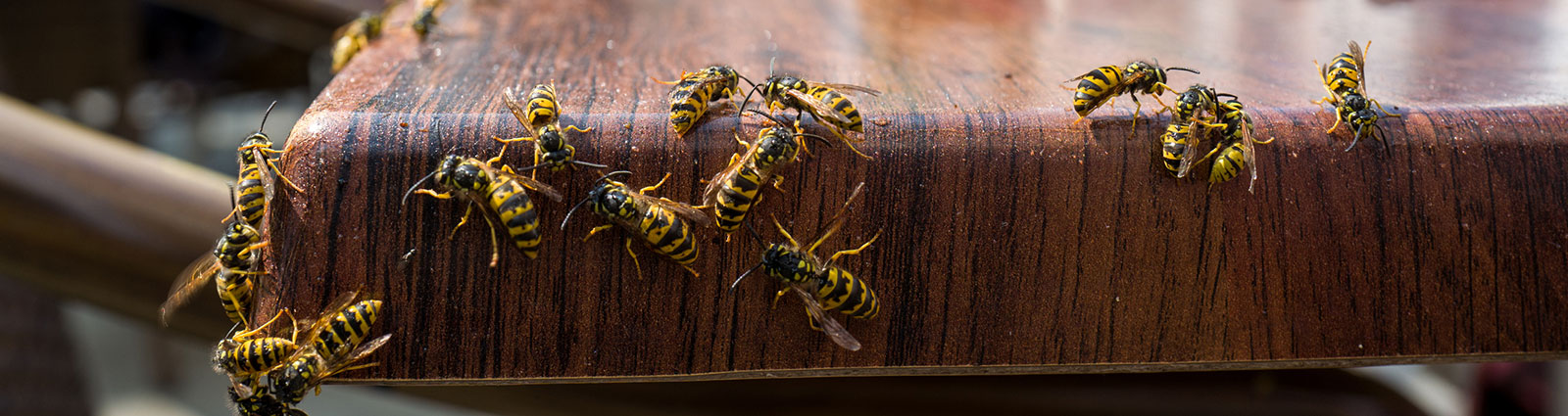 Yellow Jacket Pest Control in NJ and Bucks County PA