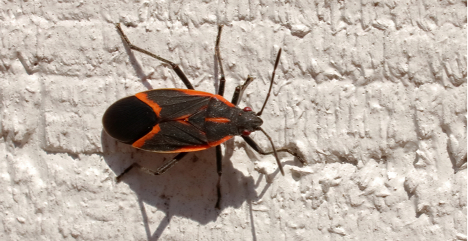 Why Are There Boxelder Bugs Around My PA Home? - Bros.