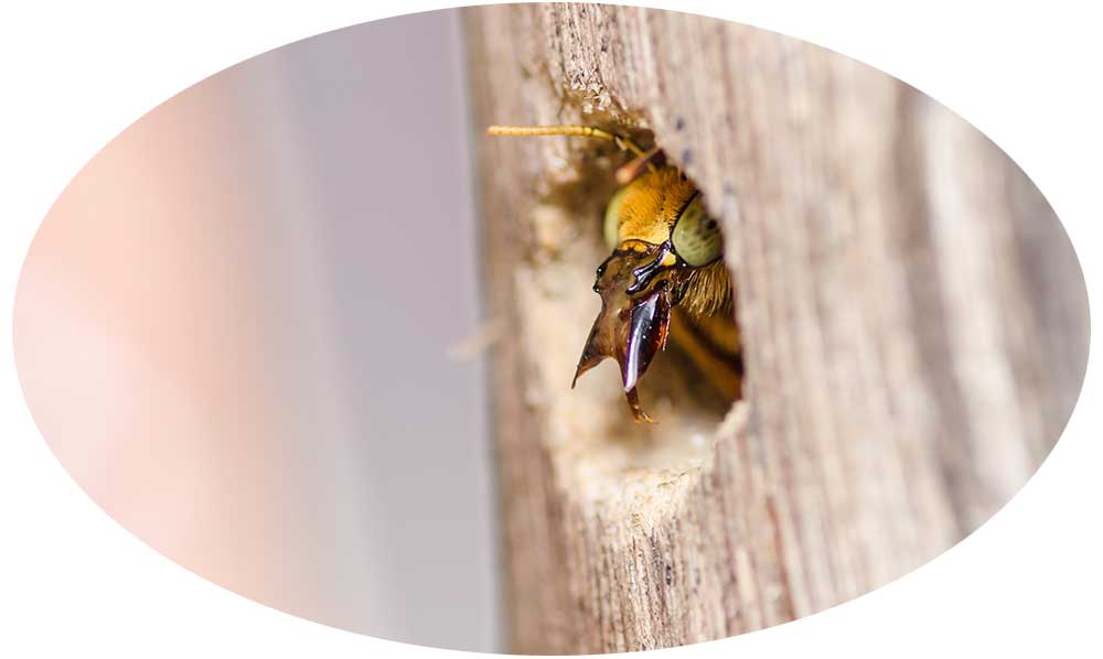 Yellow Jacket Pest Control in NJ and Bucks County PA