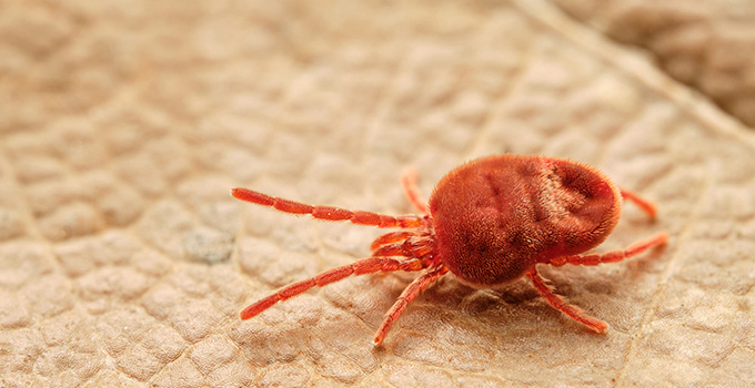 tick on leaf