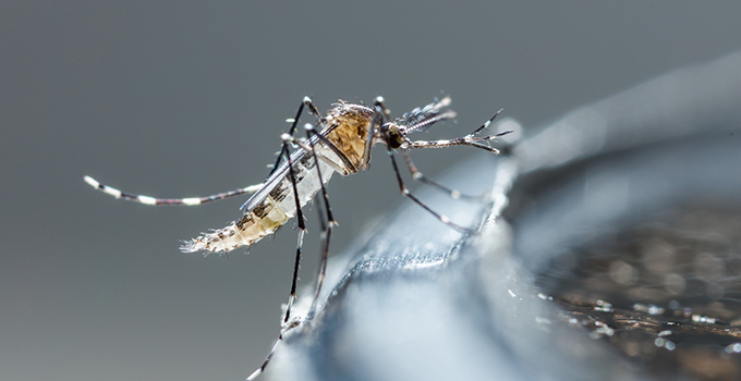 Mosquito on bird bath