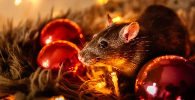 A Mouse Getting Into Holiday Decor Inside Home