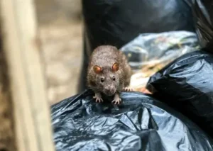 Wet mice on dark garbage bags in Tamaqua PA | Seitz Brothers