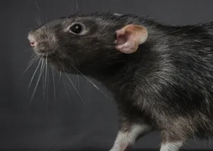 A black rat in profile on a dark gray flat background. Rats and mice can spread disease and cause property damage, but with rodent control efforts, these risks can be avoided.