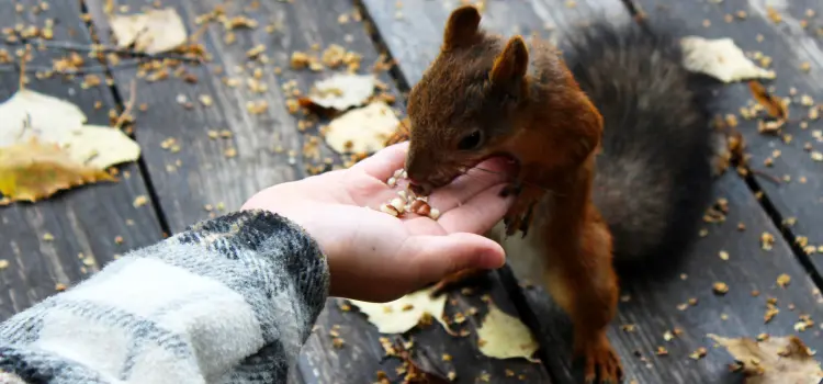 Someone hand feeding a brown, fluffy squirrel in the park